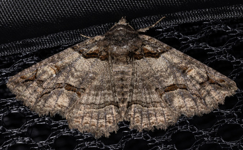 iNaturalist observation photo of Zale termina