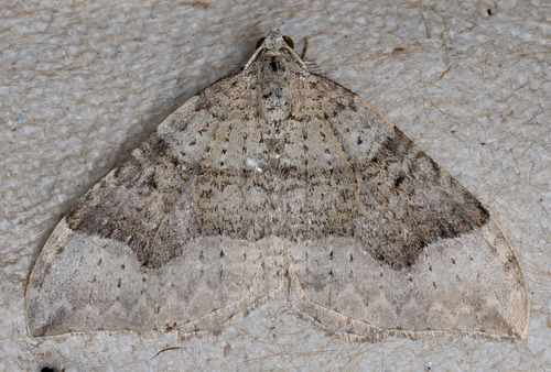 iNaturalist observation photo of Zenophleps lignicolorata