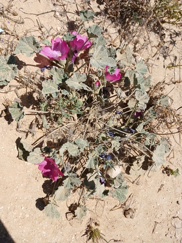 Alcea acaulis (Alcea acaulis)