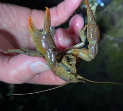 Lacunicambarus thomai