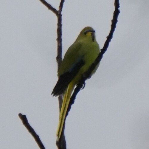 Elegant Parrot (Neophema elegans)