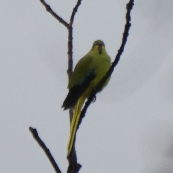 Elegant Parrot (Neophema elegans), photo 2