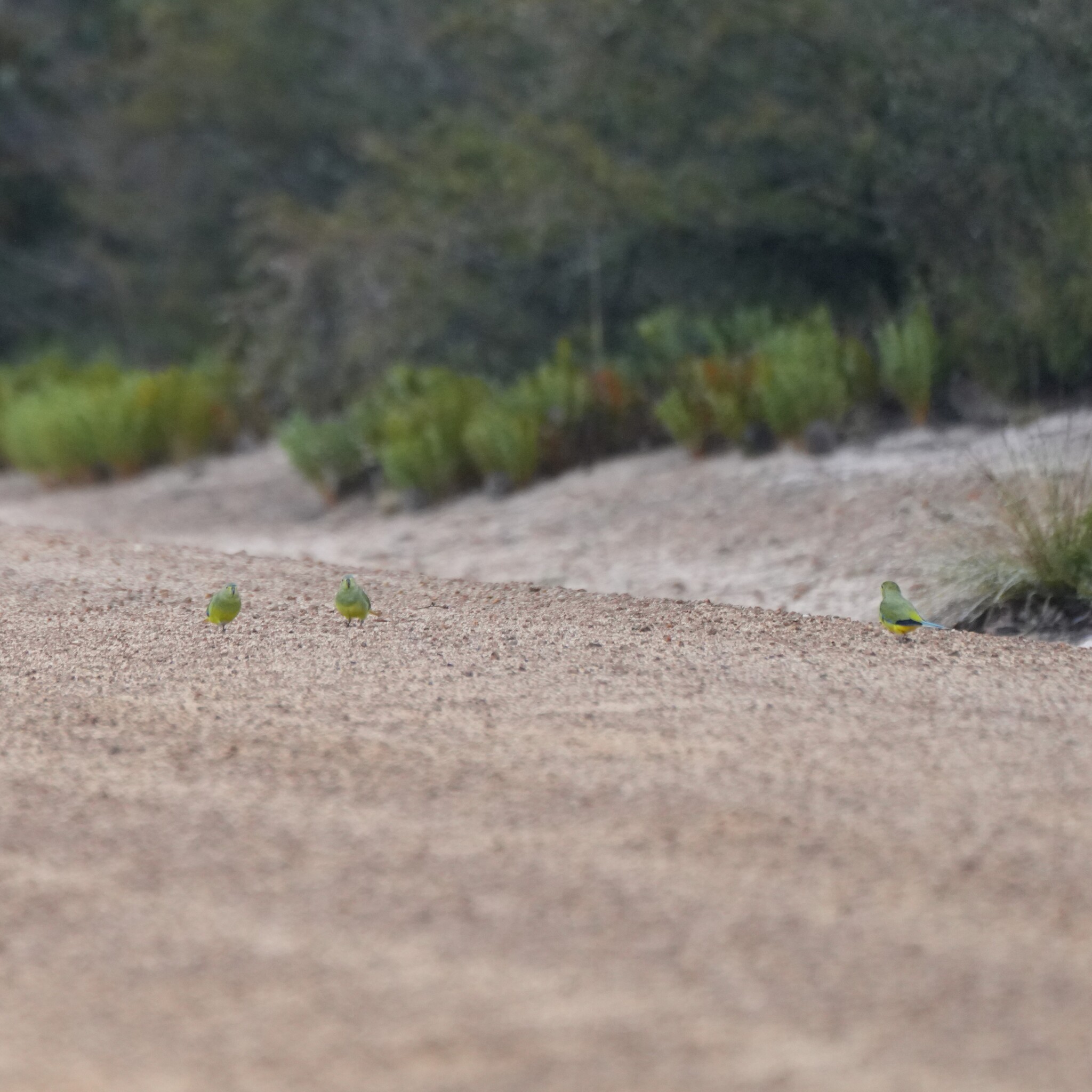 Elegant Parrot (Neophema elegans), photo 3