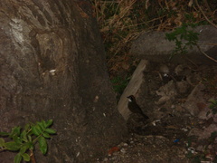 Arremon brunneinucha