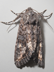 Neumichtis spumigera