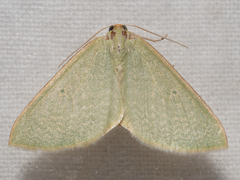 Poecilasthena urarcha