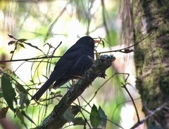 Turdus infuscatus