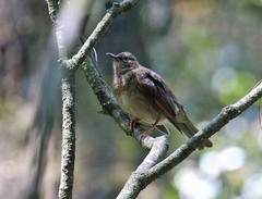 Turdus infuscatus