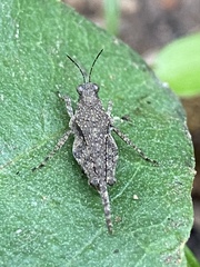 Paratettix mexicanus