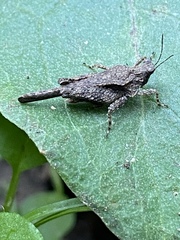 Paratettix mexicanus