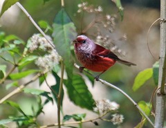 Cardellina versicolor