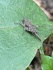 Paratettix mexicanus