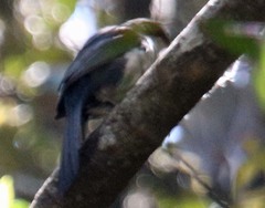 Melanotis hypoleucus