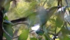 Melanotis hypoleucus