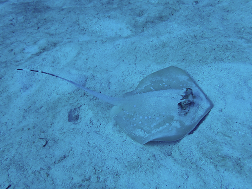 Neotrygon australiae