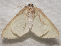 Poecilasthena urarcha