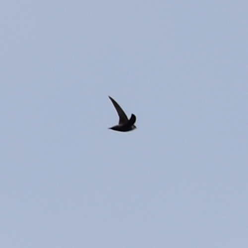 Vaux's Swift (Chaetura vauxi), photo 7