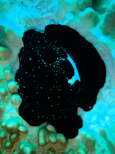 Ovula ovum