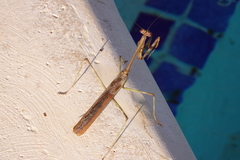 Stagmomantis domingensis