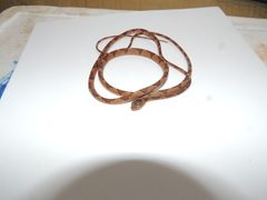 Imantodes lentiferus