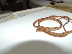 Imantodes lentiferus