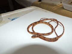 Imantodes lentiferus