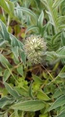 Phacelia egena