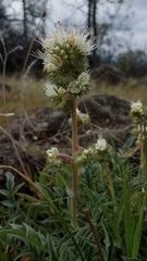Phacelia egena