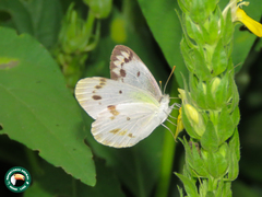 Colotis incretus