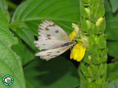 Colotis incretus