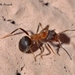 Lasius - Photo (c) Marcello Consolo, some rights reserved (CC BY-NC-SA)