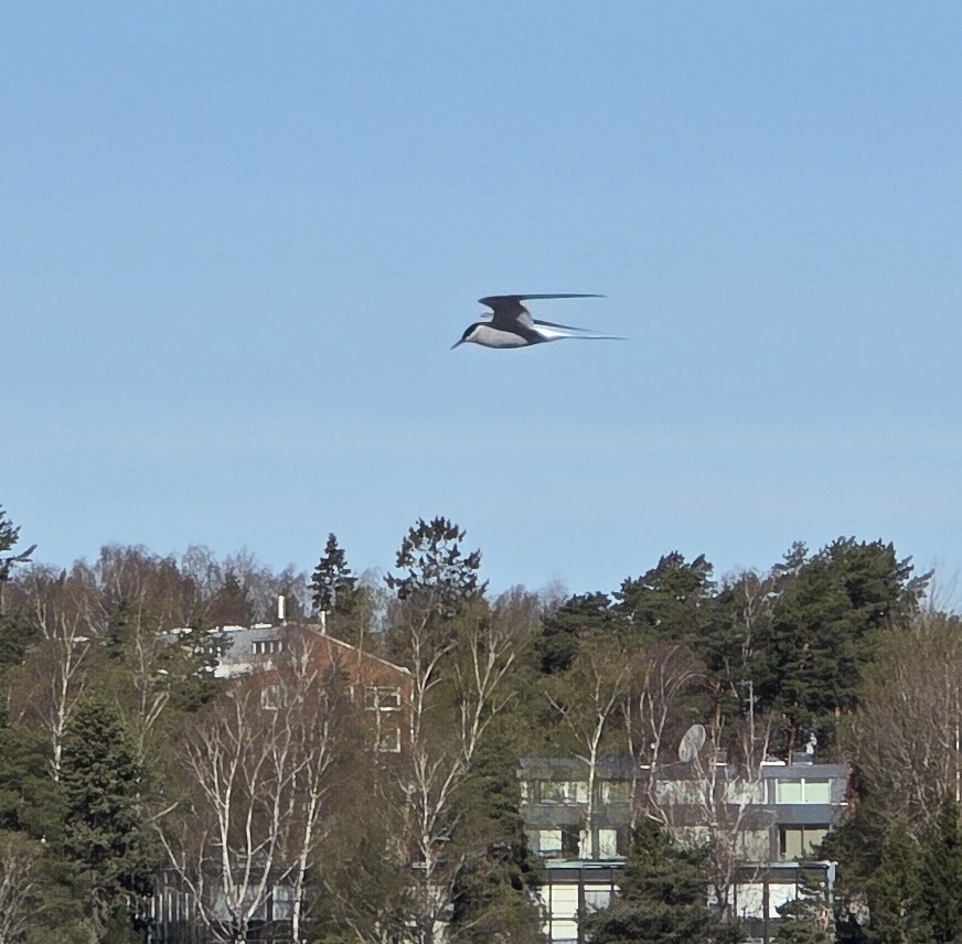 Arctic Tern (Sterna paradisaea), photo 4