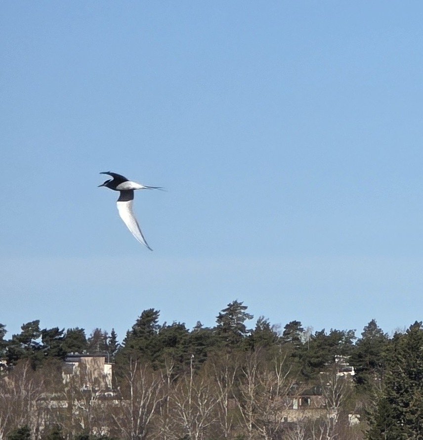 Arctic Tern (Sterna paradisaea), photo 5
