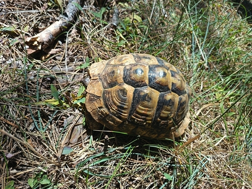 Testudo hermanni