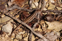 Leiocephalus personatus