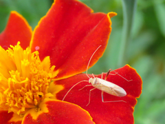 Creontiades pallidus