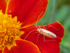 Creontiades pallidus