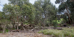 Eucalyptus ovata
