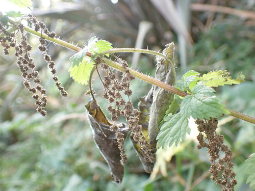 Urtica dioica iNat (2)