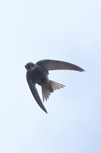 Pallid Swift