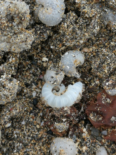 Spirula spirula
