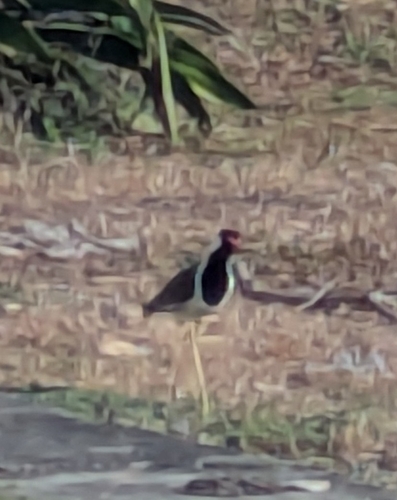 Sri Lanka Red-wattled Lapwing