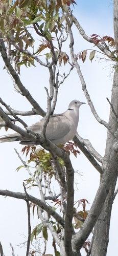 Eurasian Collared-Dove