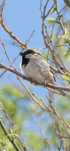 House Sparrow