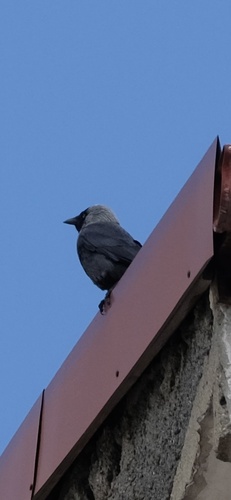 Eurasian Jackdaw