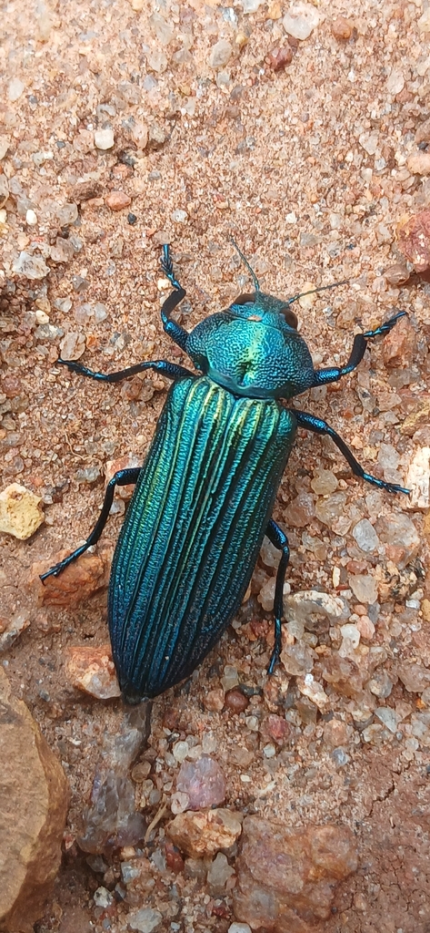 Pseudocastalia bennigseni