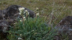 Phacelia egena