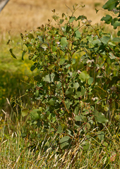 Eucalyptus ovata