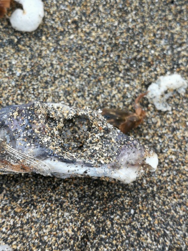 Sphoeroides marmoratus