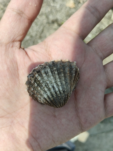 Tegillarca granosa observed 2026-05-01